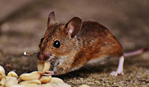 24 Hour & Emergency Exterminators in Line Lxngtn, PA